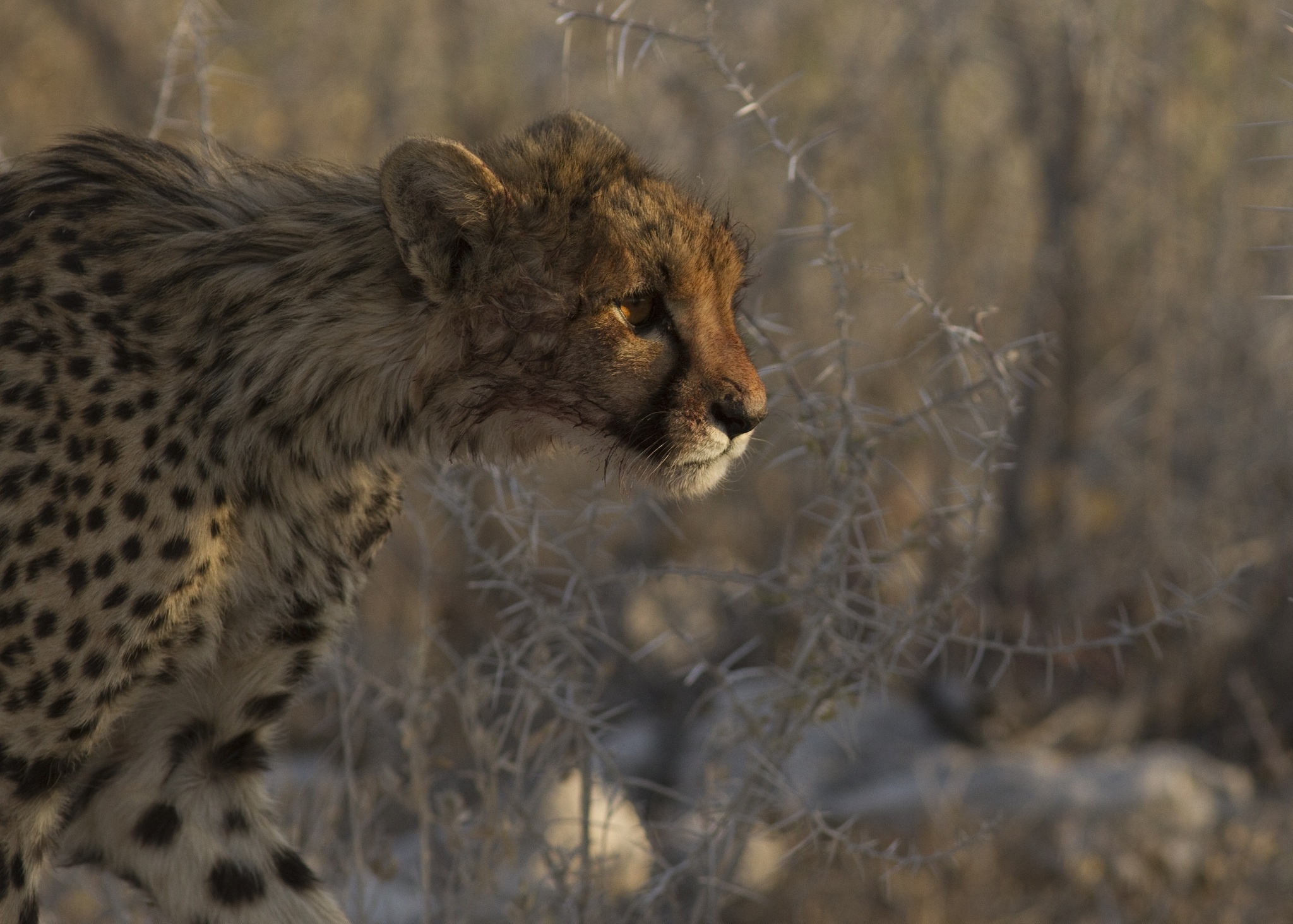 cheetah, Wild, Cat, Face, Profile Wallpaper