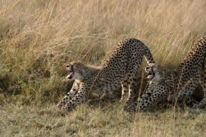 couple, Cheetah