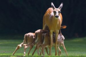 deer, Calves, Baby