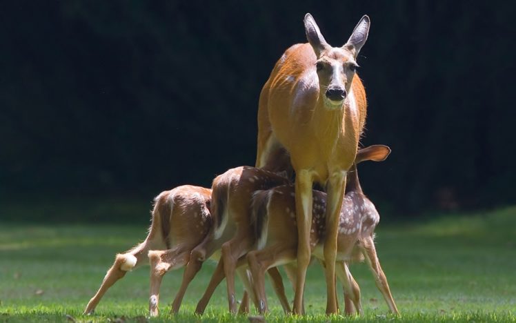 deer, Calves, Baby HD Wallpaper Desktop Background