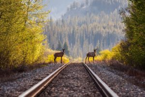 deer, Timber, Railroad, Rails, Train