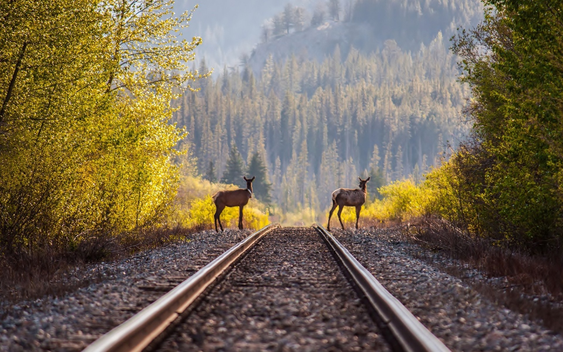 deer, Timber, Railroad, Rails, Train Wallpaper