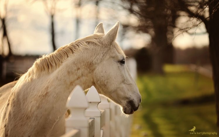 horse, Head, Face, Profile, Fence, Autumn HD Wallpaper Desktop Background