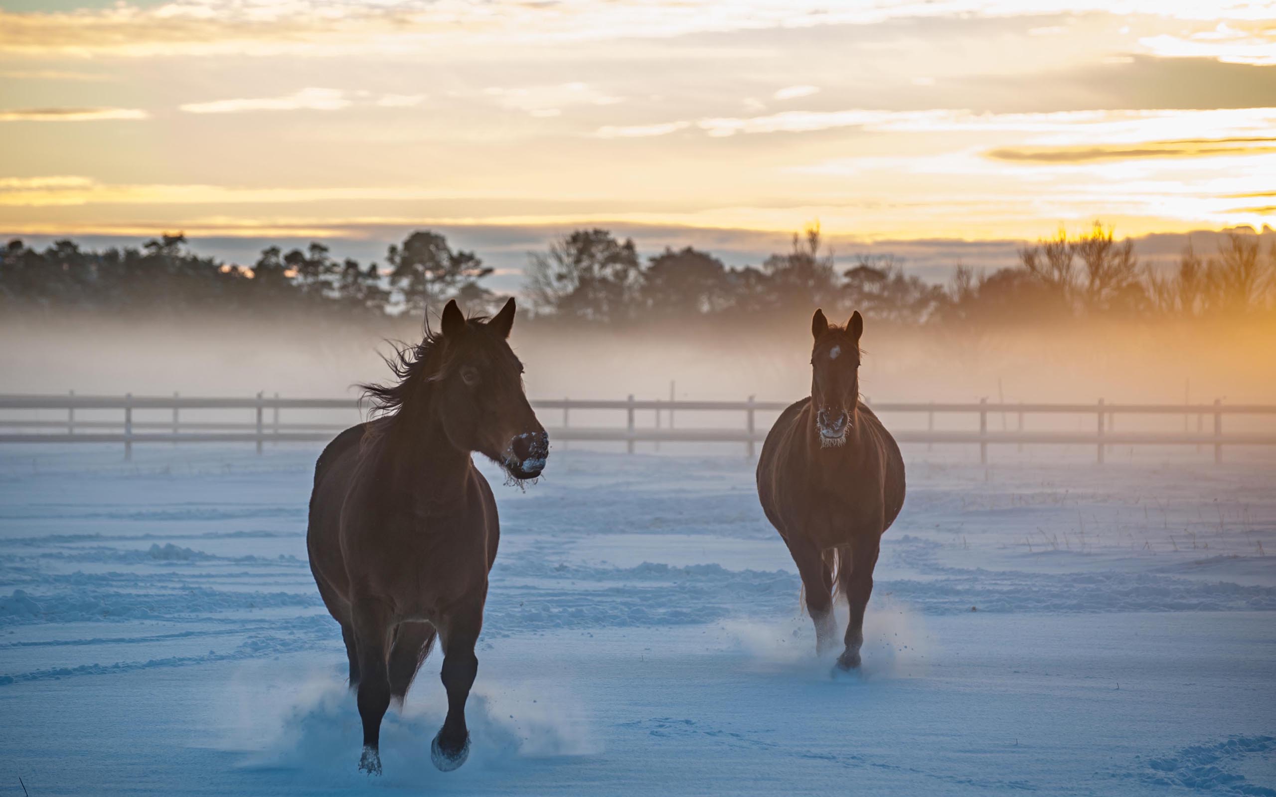 horse, Snow Wallpaper