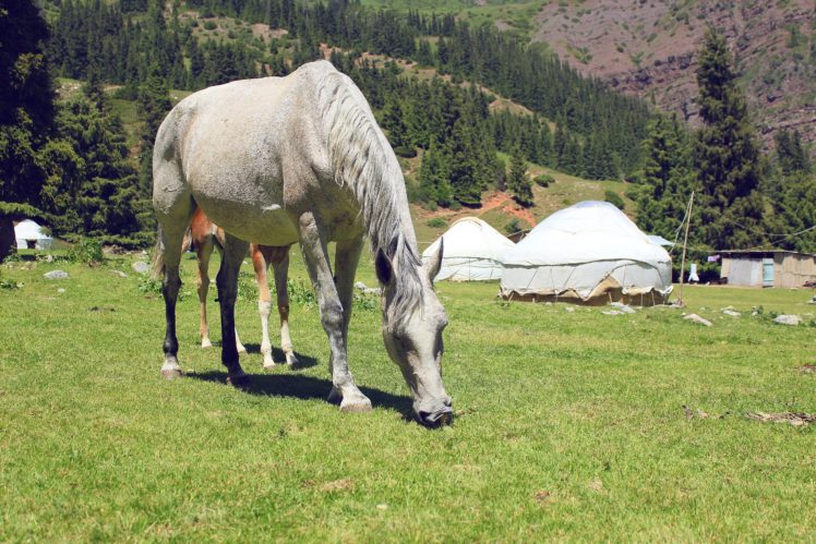 horses, Grass, Animals, Horse HD Wallpaper Desktop Background