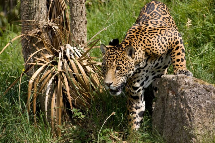 jaguar, Wildcat HD Wallpaper Desktop Background
