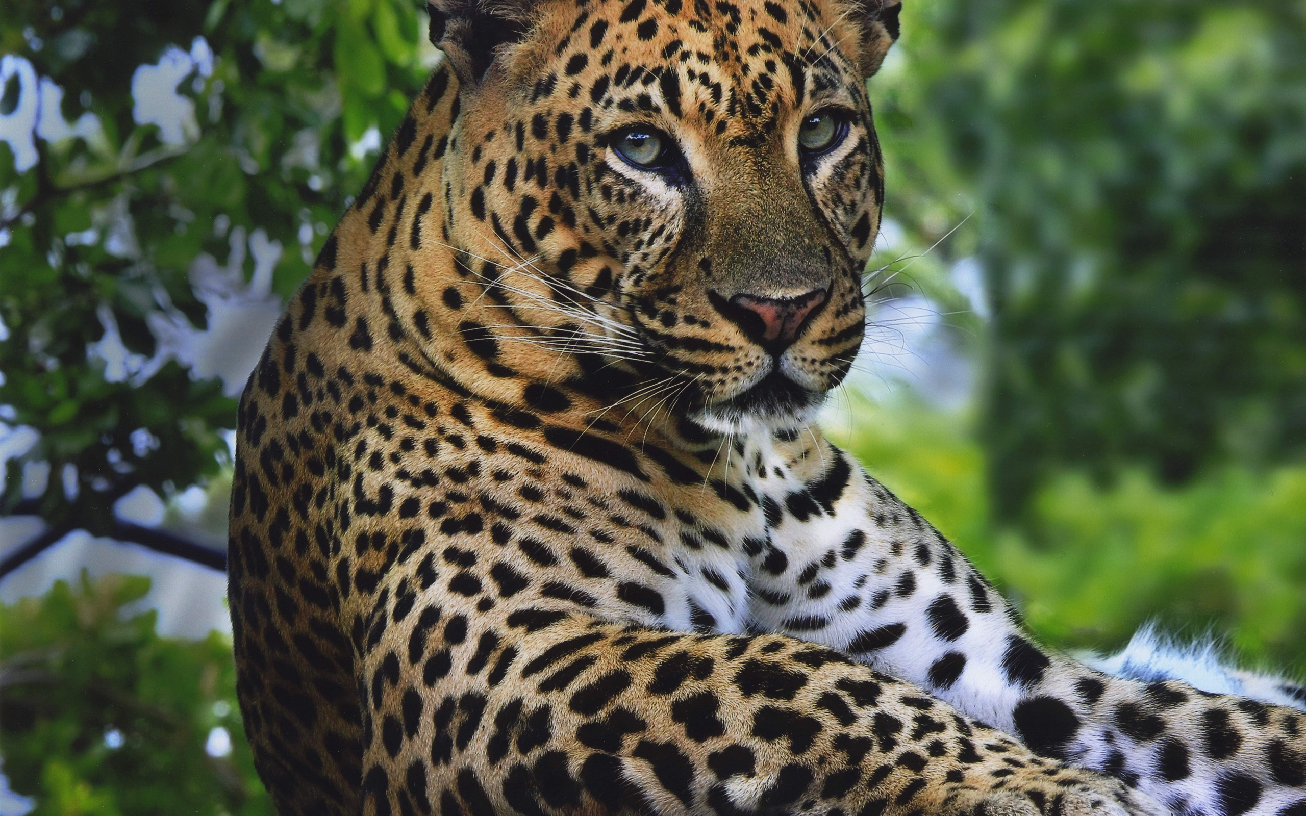 leopard, Handsome, Grace Wallpaper