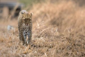 leopard, Wildcat