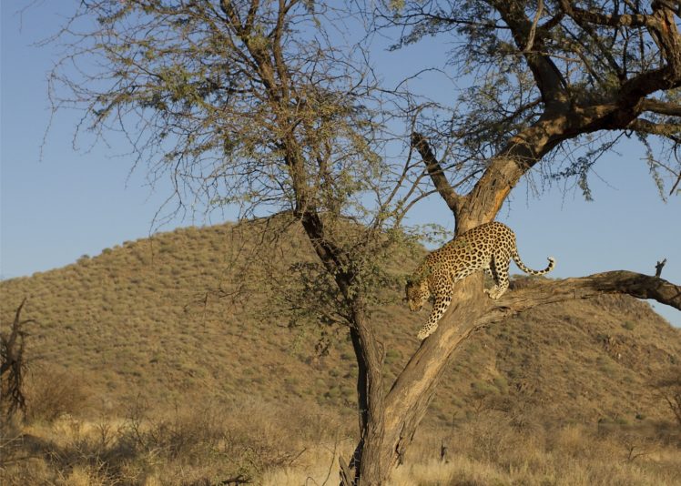 leopard, Wildcat HD Wallpaper Desktop Background