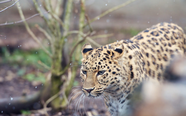 leopard, Snow HD Wallpaper Desktop Background