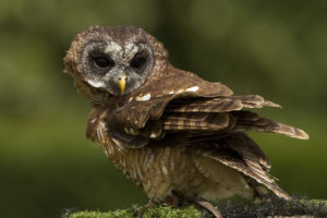 moss, Bird, Owl