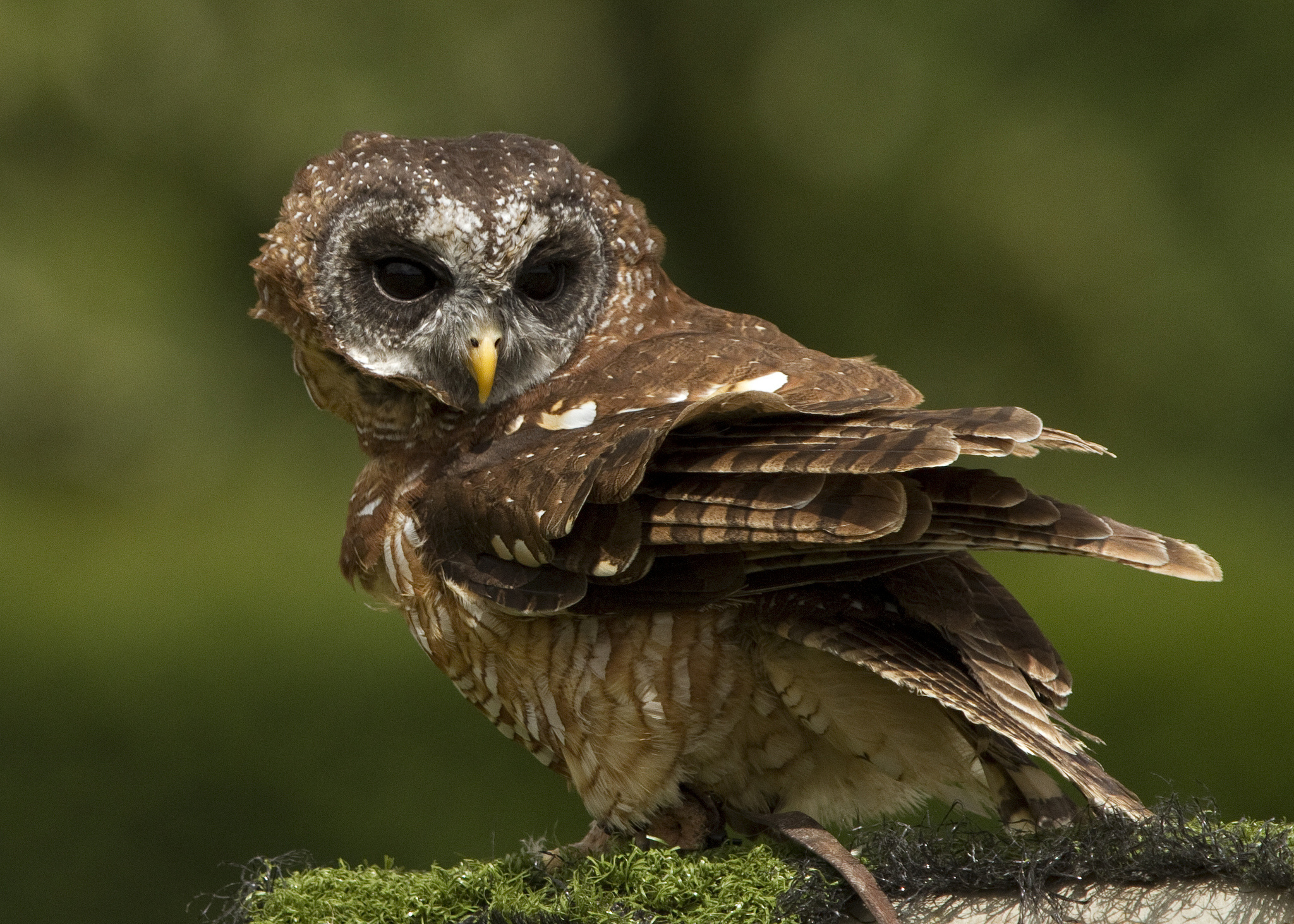 moss, Bird, Owl Wallpaper