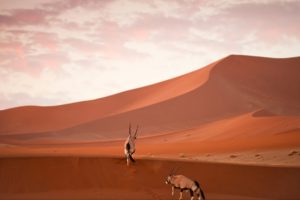 oryx, Desert, Sand