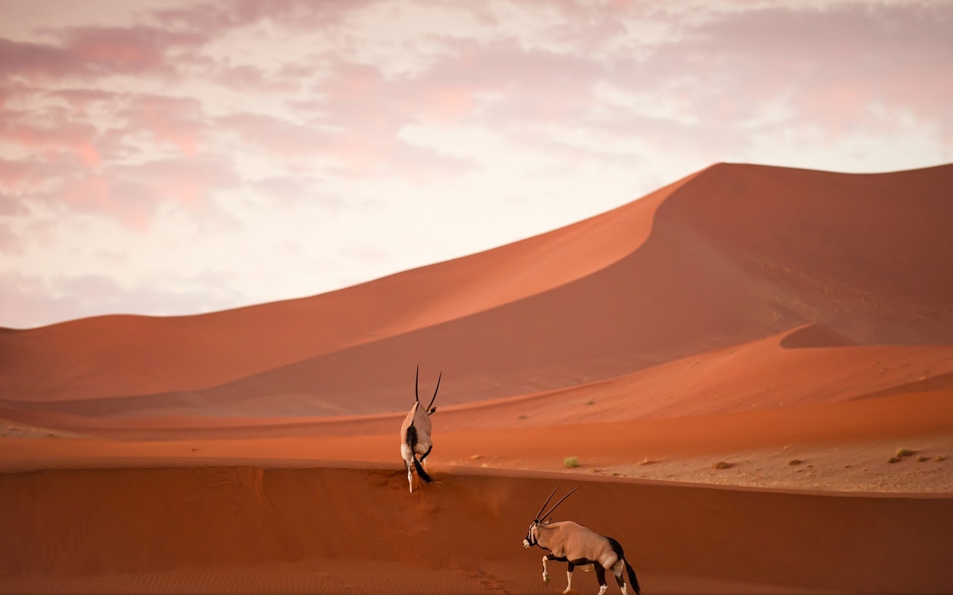 oryx, Desert, Sand Wallpaper