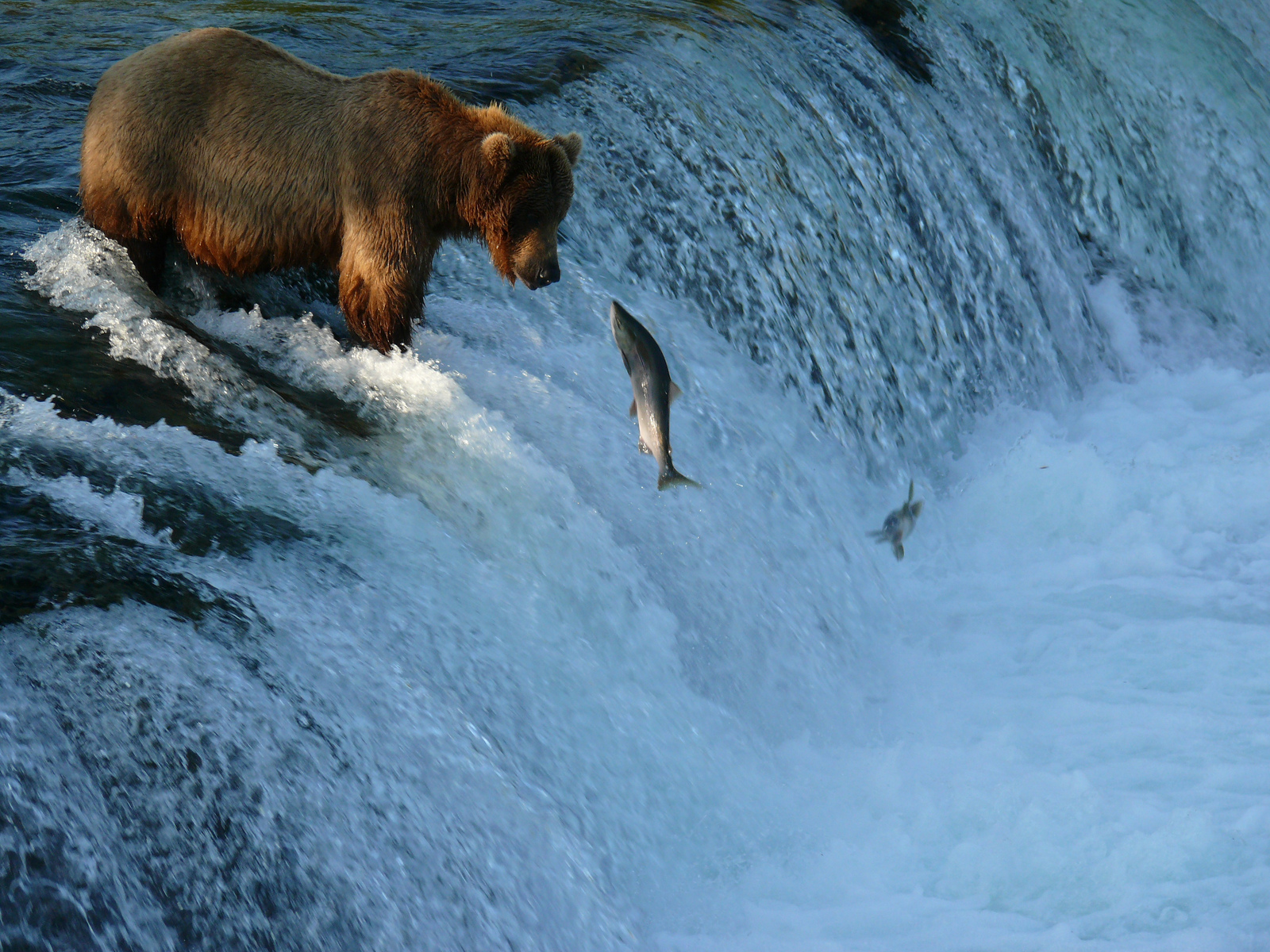 salmon, Fish, River, Waterfall, Bear Wallpaper