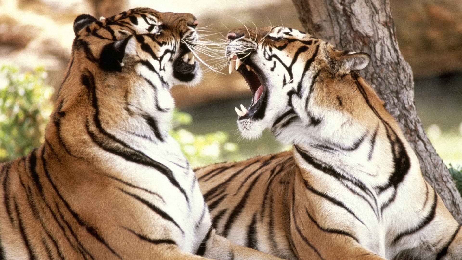 tiger, Predator, Battle Wallpaper