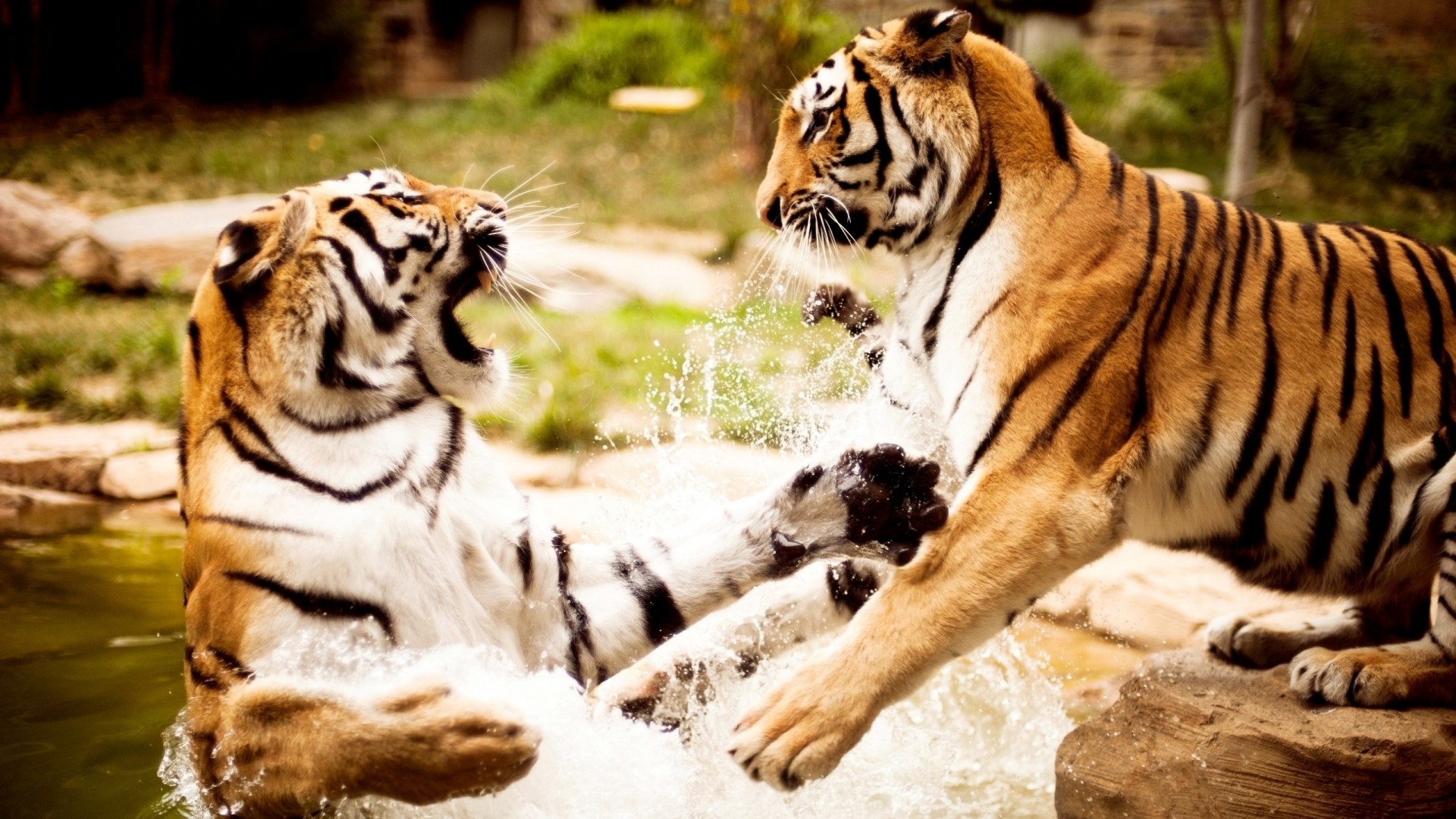 tiger, Predator, Battle Wallpaper