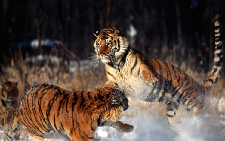 tiger, Predator, Battle HD Wallpaper Desktop Background