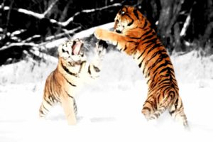 tiger, Predator, Battle, Winter