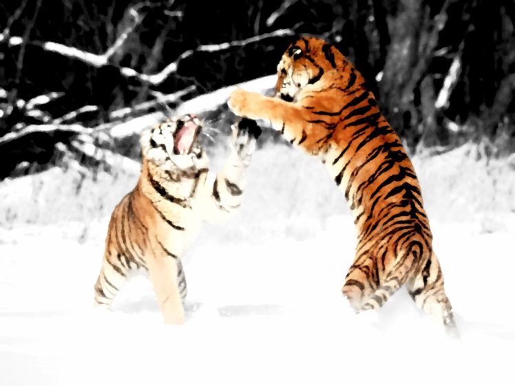 tiger, Predator, Battle, Winter HD Wallpaper Desktop Background