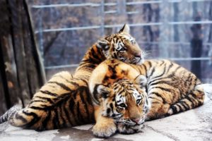 tiger, Predator, Cub, Baby