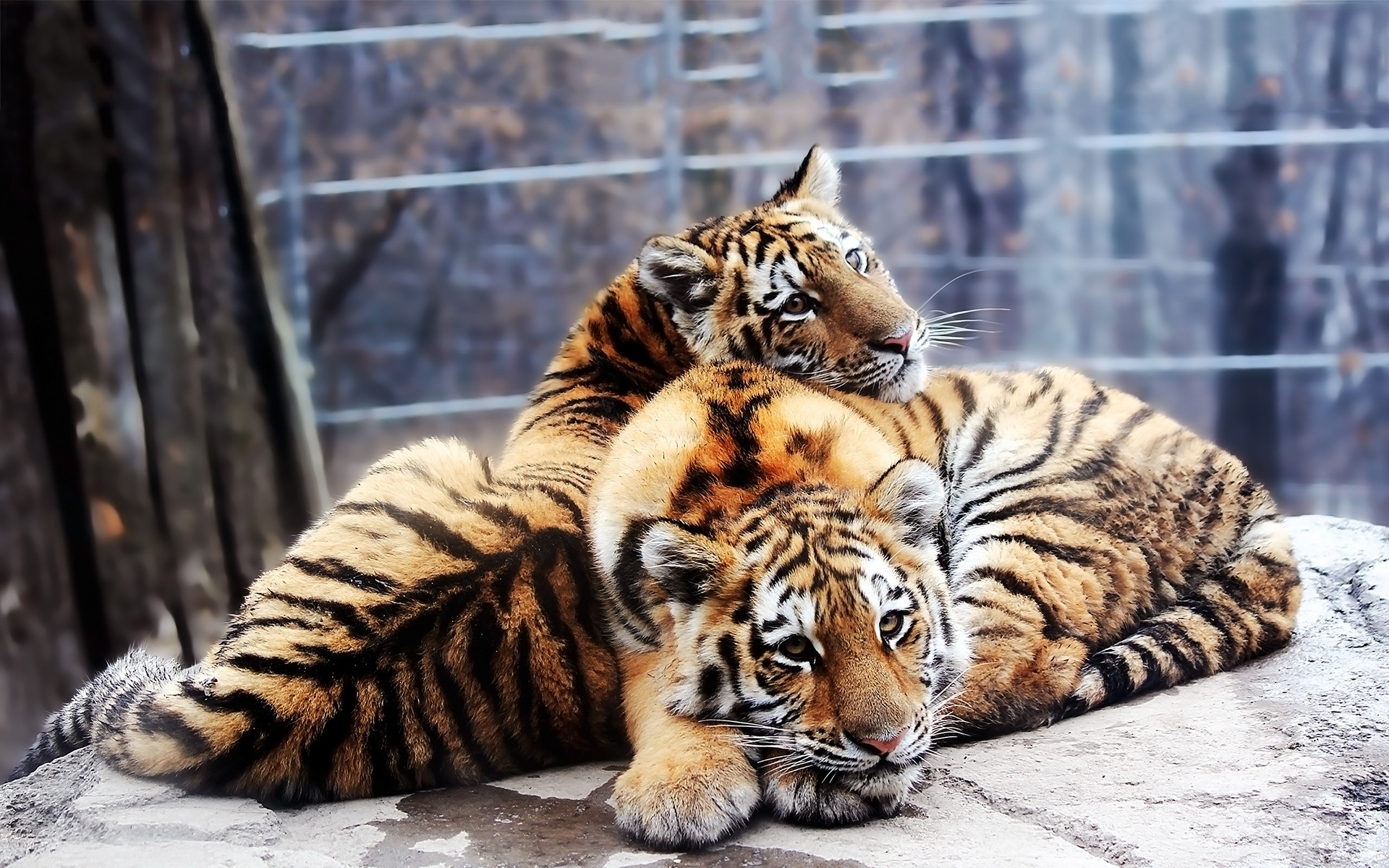 tiger, Predator, Cub, Baby Wallpaper