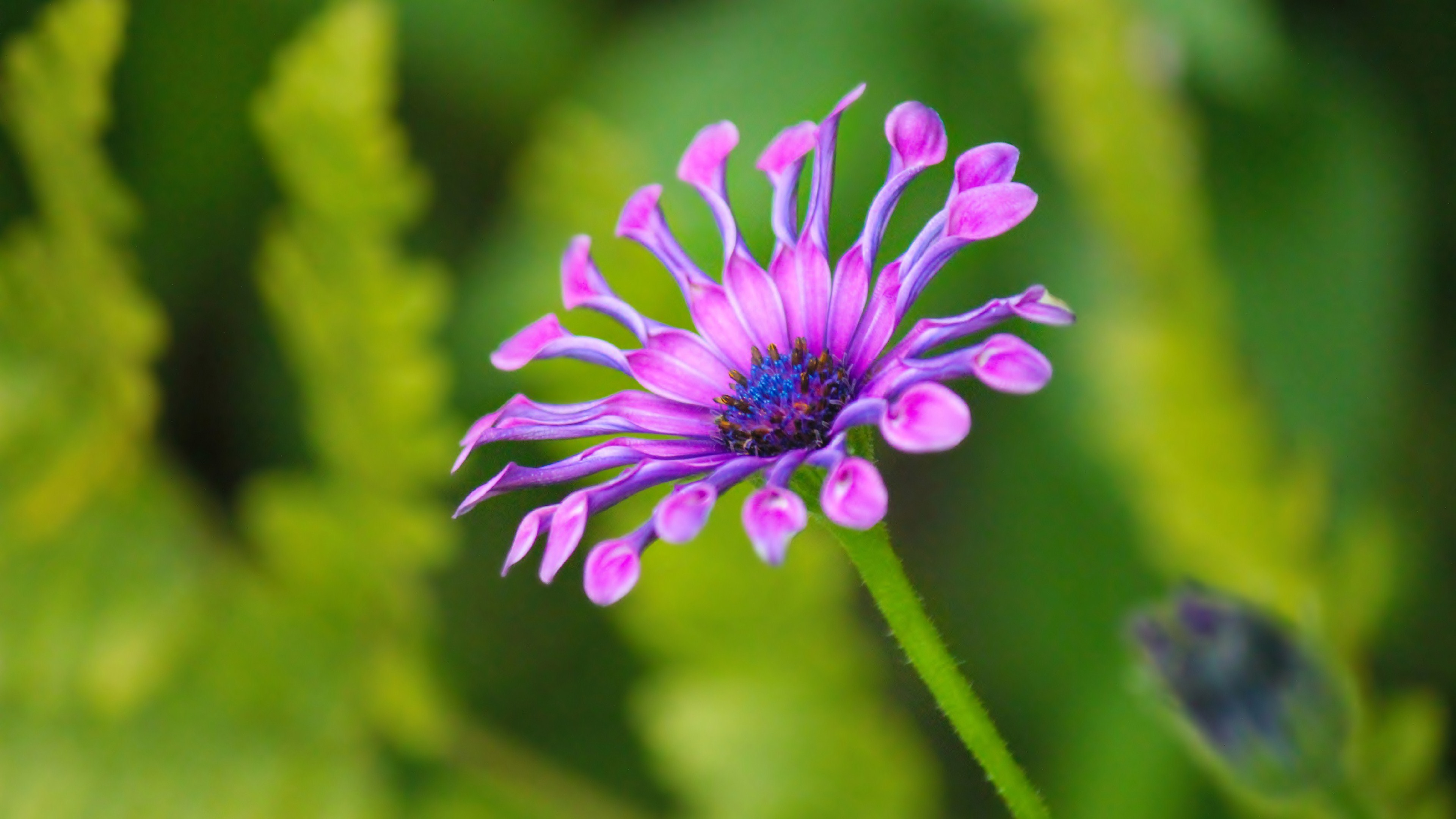 flower Wallpaper