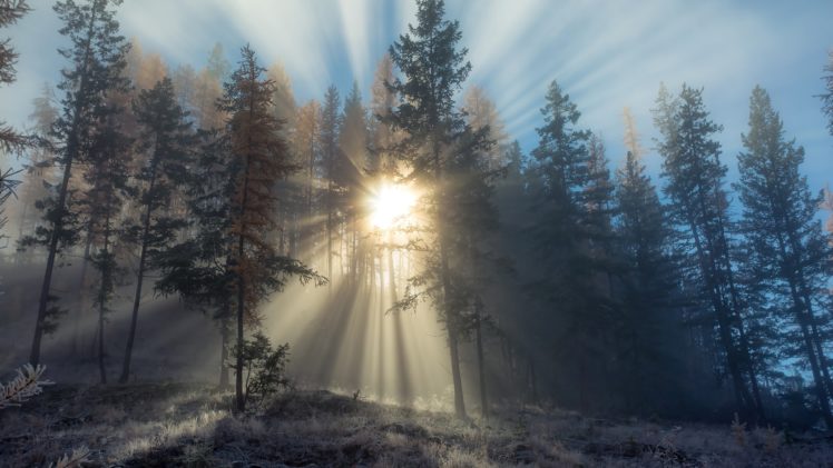 sunbeam, Through, Tree HD Wallpaper Desktop Background