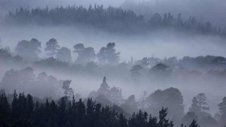nature, Mountain, Forest, Fog, Tree, Landscape, Hd, Wallpaper HD Wallpaper Desktop Background