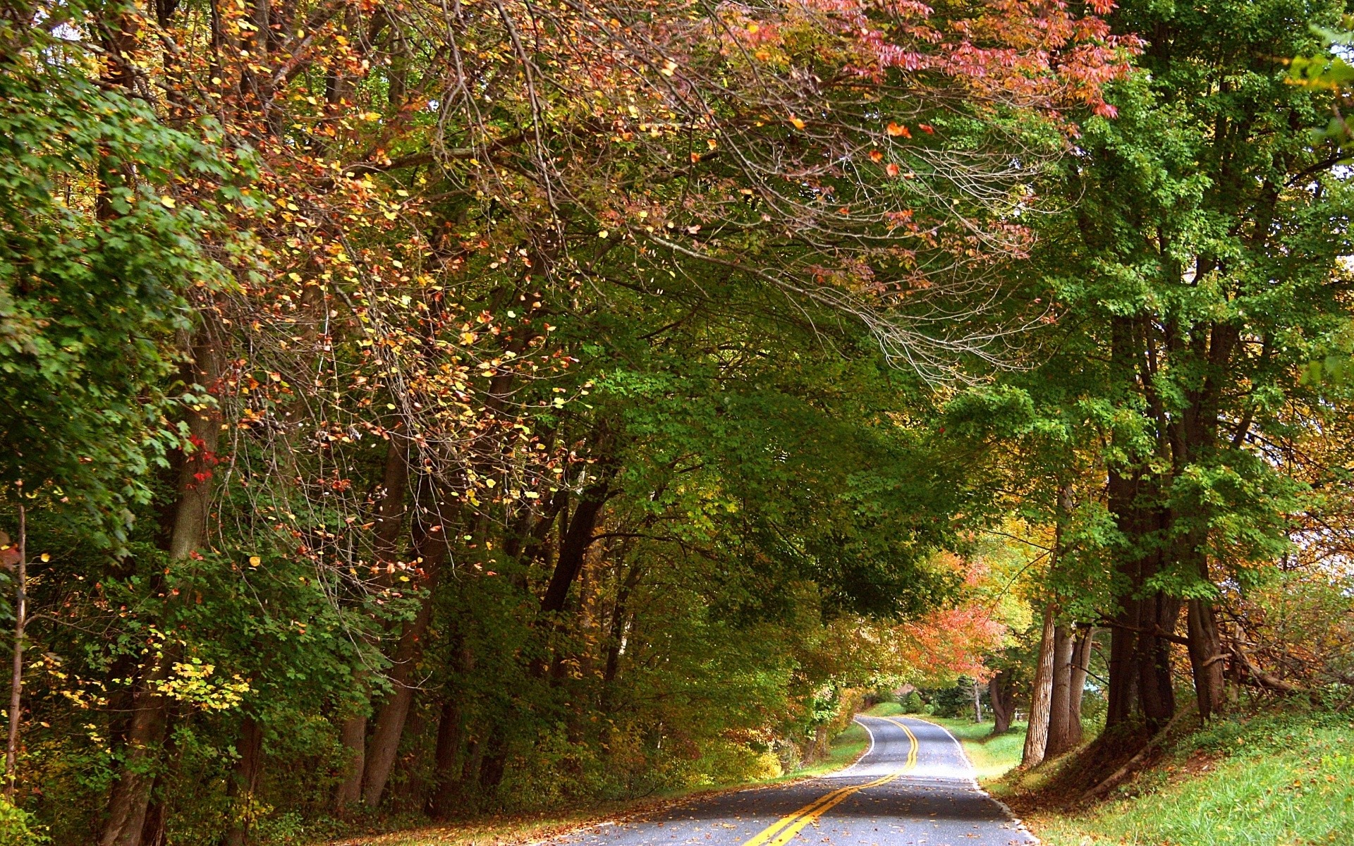 trees, Roads Wallpaper