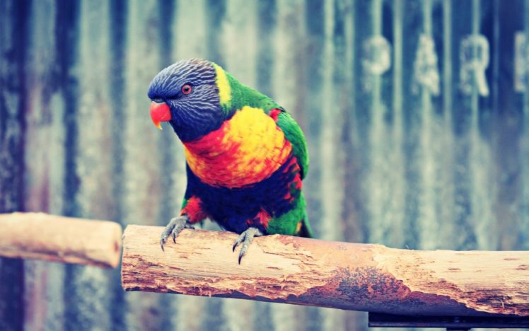 birds, Parrots, Web HD Wallpaper Desktop Background