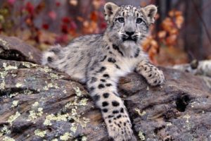 nature, Animals, Snow, Leopards, Cubs, Baby, Animals