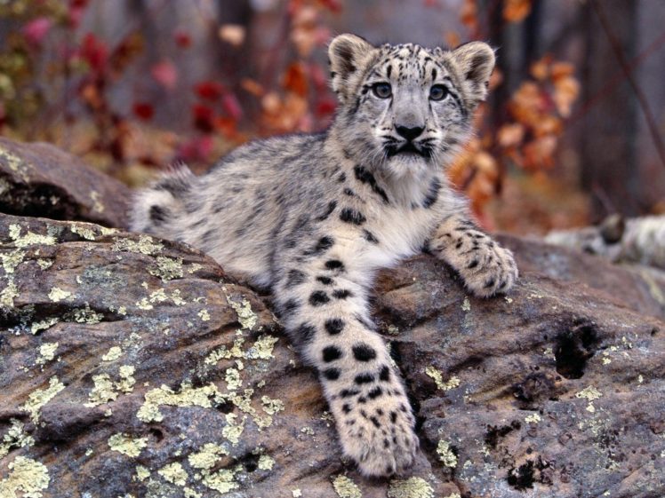 nature, Animals, Snow, Leopards, Cubs, Baby, Animals HD Wallpaper Desktop Background