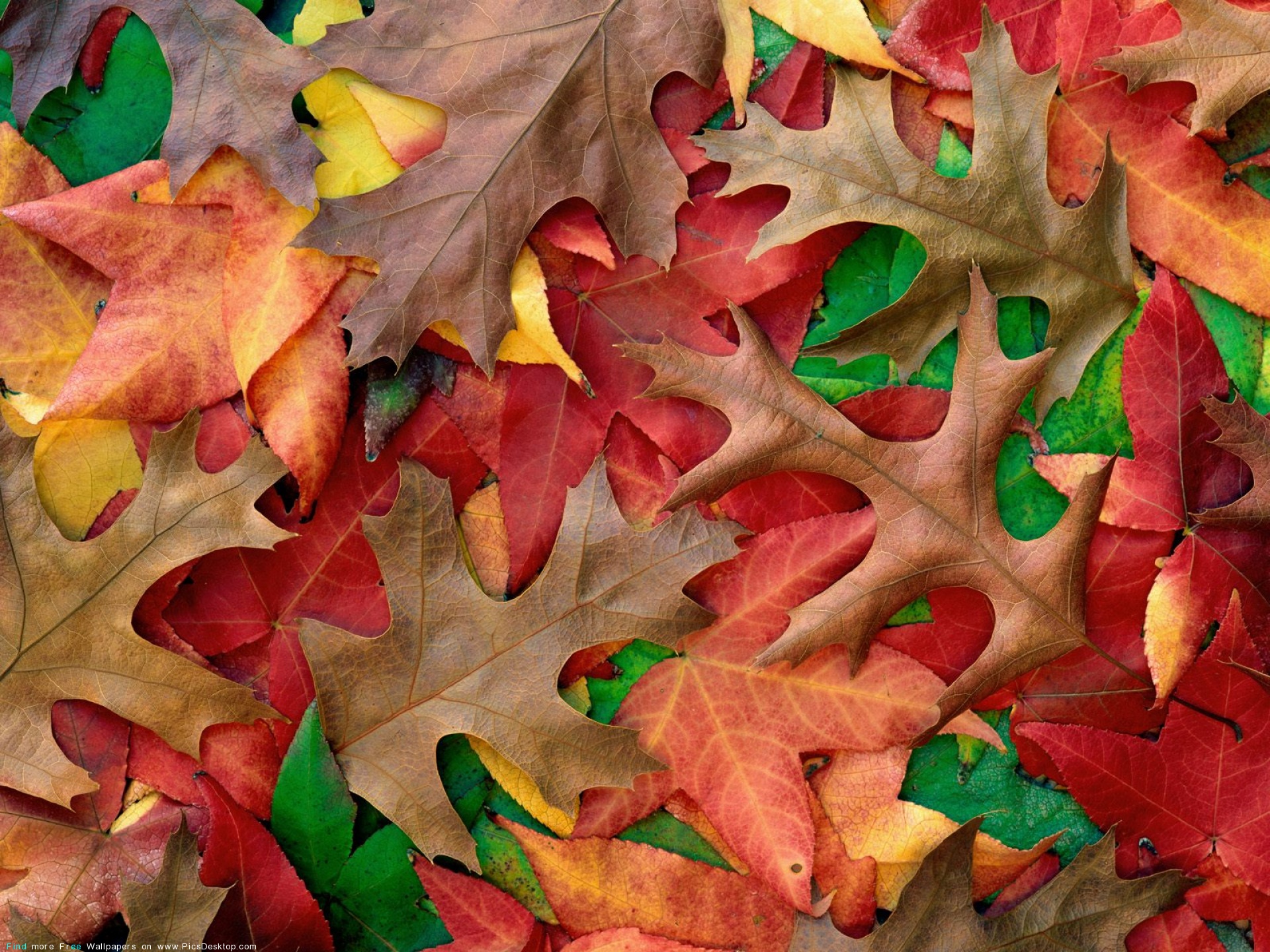 leaves Wallpaper