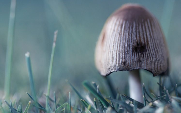 wild, Mushroom HD Wallpaper Desktop Background