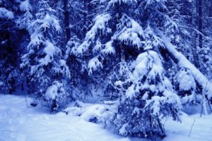 winter, Snow, Trees