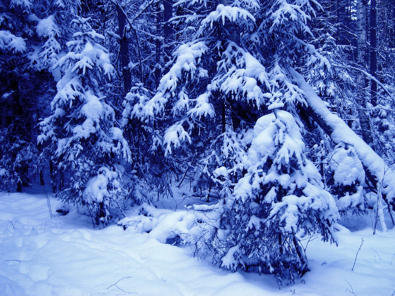 winter, Snow, Trees Wallpaper