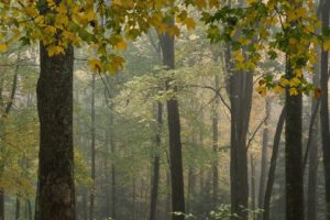 trees, Forests, Leaves, Fog, Bark, National, Park, Branches, North, Carolina