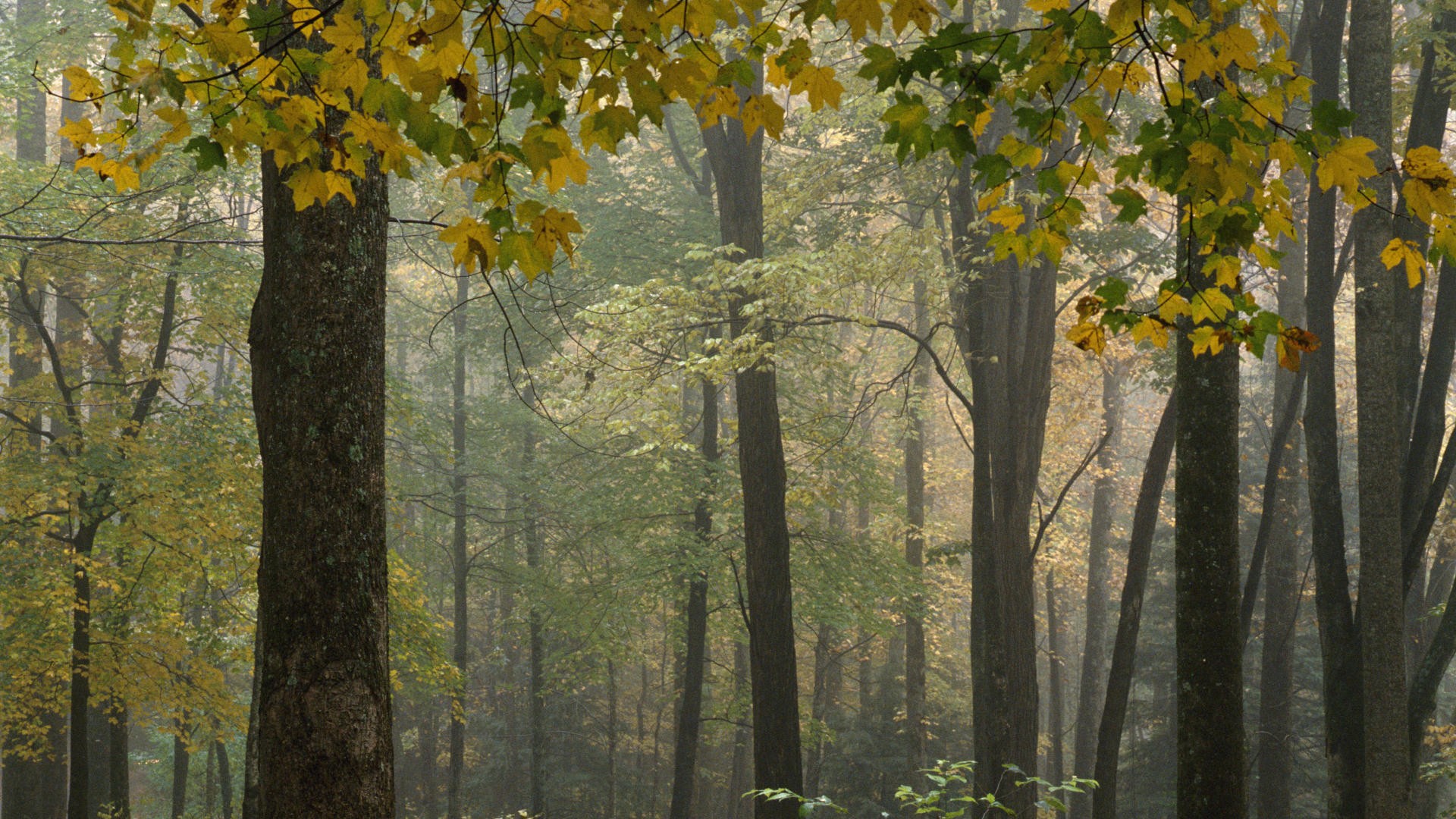 trees, Forests, Leaves, Fog, Bark, National, Park, Branches, North, Carolina Wallpaper