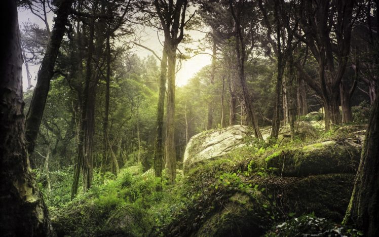 nature, Trees, Forests HD Wallpaper Desktop Background