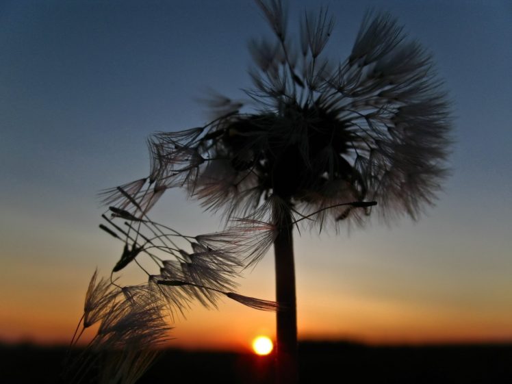 sunset, Nature, Flowers, Macro, Dandelions HD Wallpaper Desktop Background