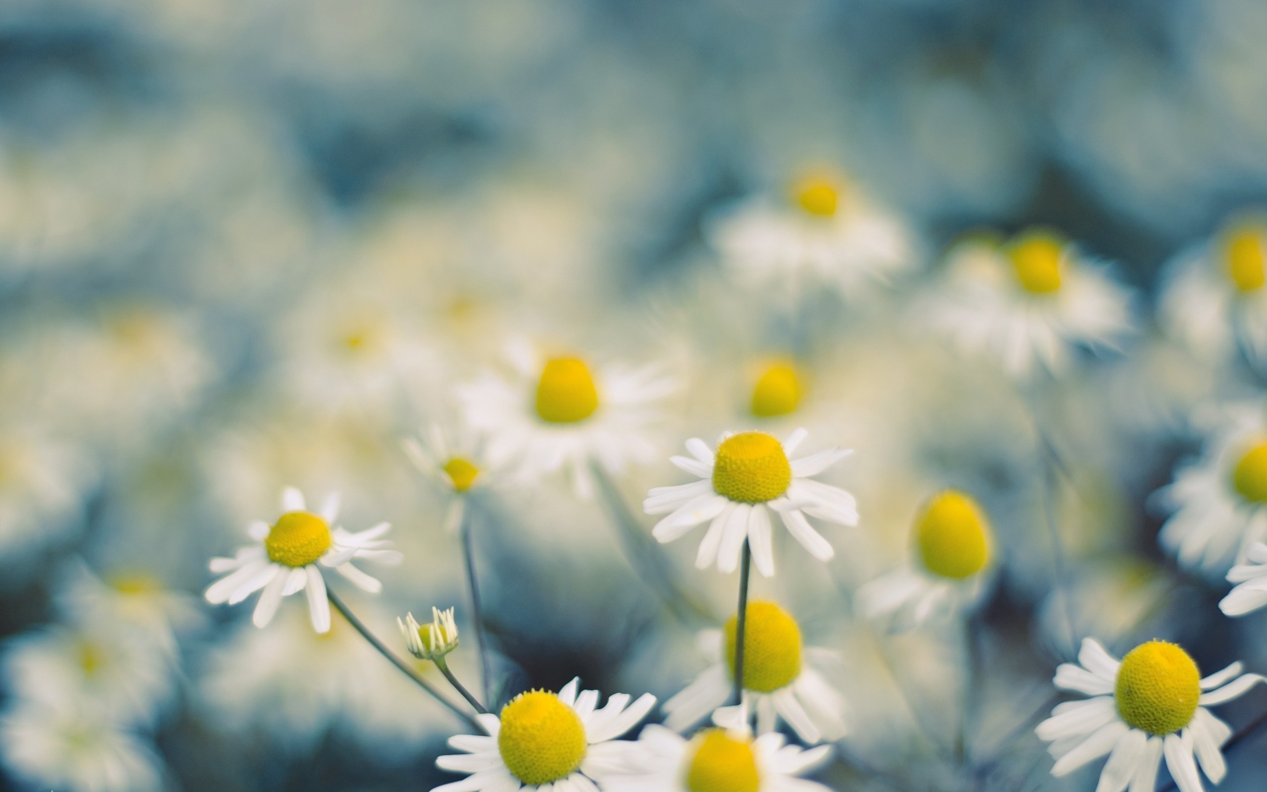 flowers, Chamomile Wallpaper