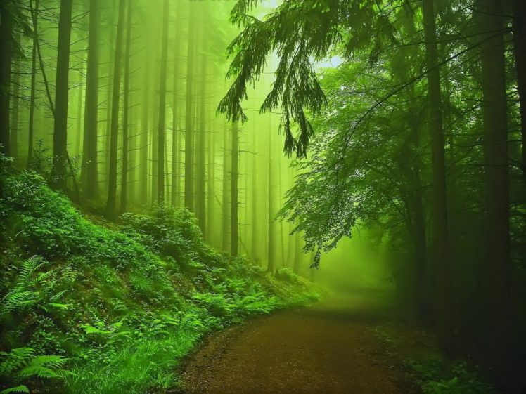 trees, Paths, Mist HD Wallpaper Desktop Background
