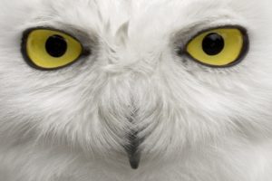 eyes, Birds, Owls