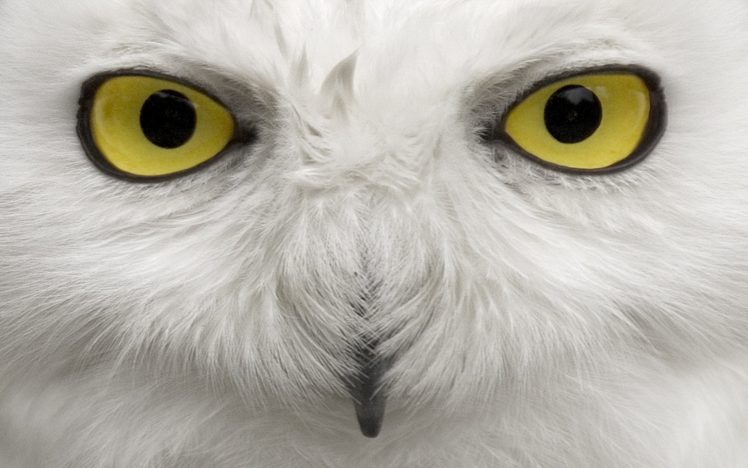 eyes, Birds, Owls HD Wallpaper Desktop Background