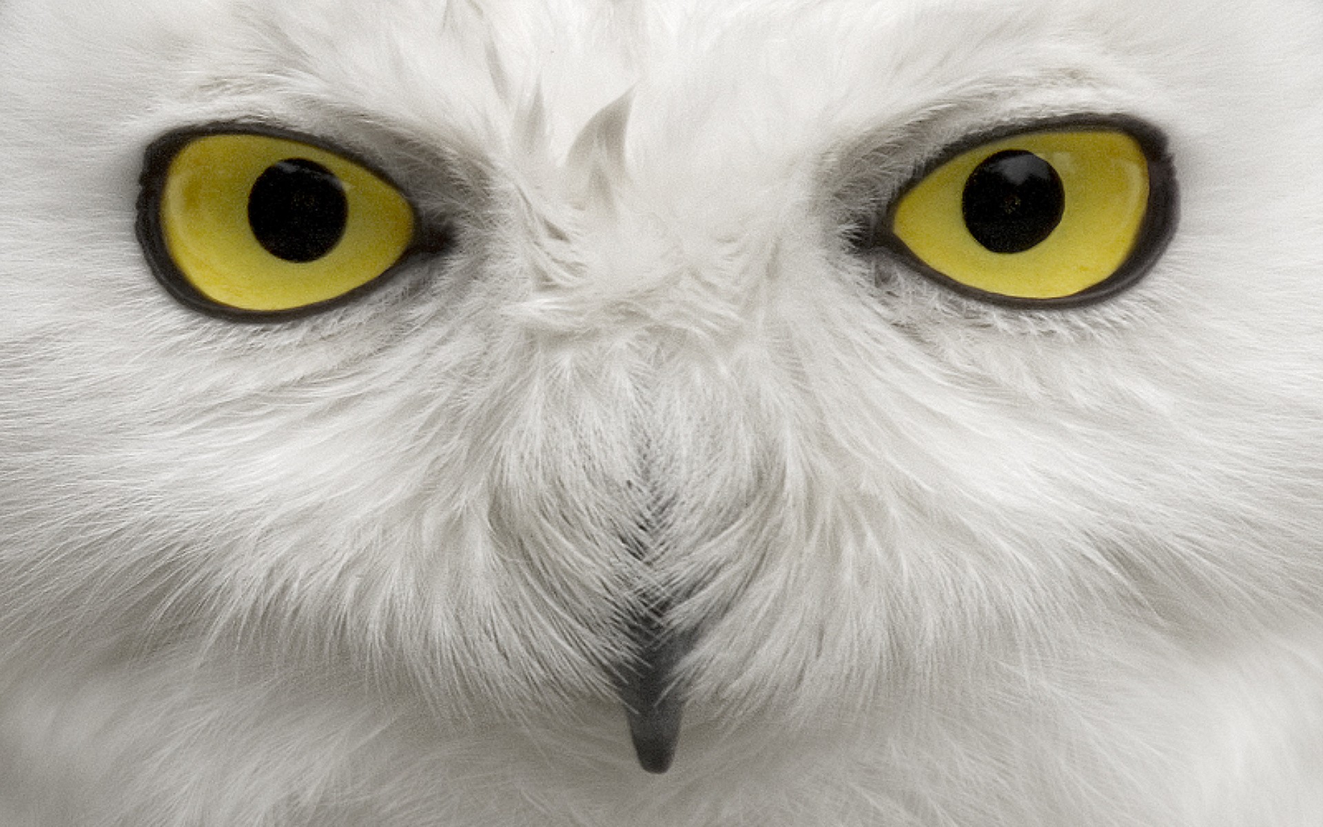 eyes, Birds, Owls Wallpaper