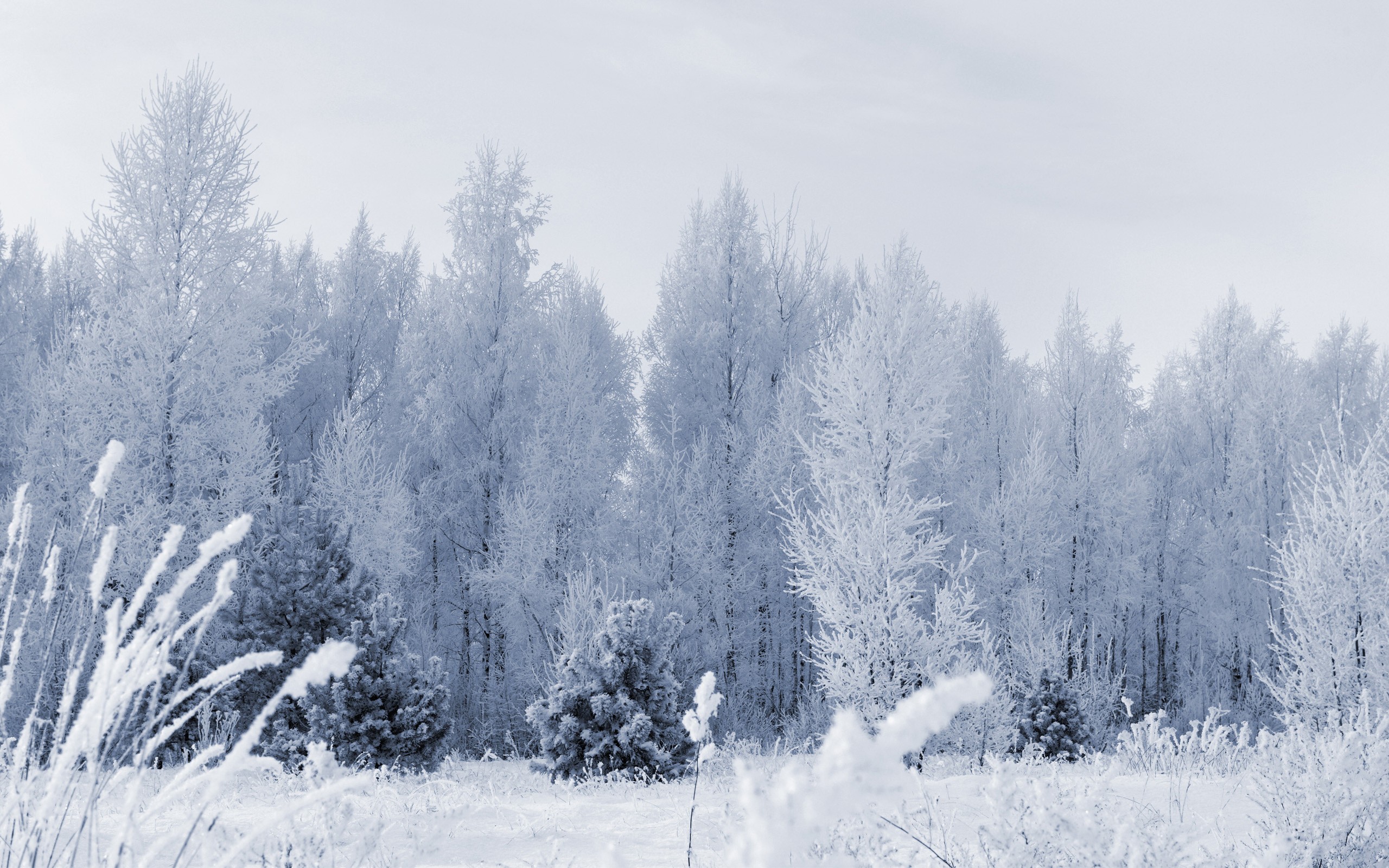 natural Wallpaper
