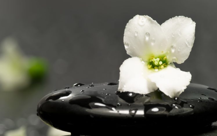 flowers, Water, Drops, White, Flowers HD Wallpaper Desktop Background