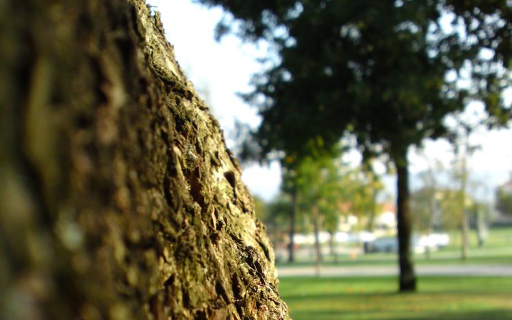 trees, Macro HD Wallpaper Desktop Background