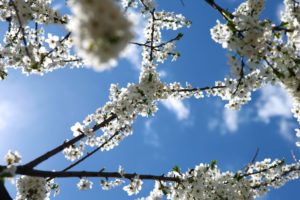 cherry, Blossoms, Flowers, White, Flowers, Blue, Skies